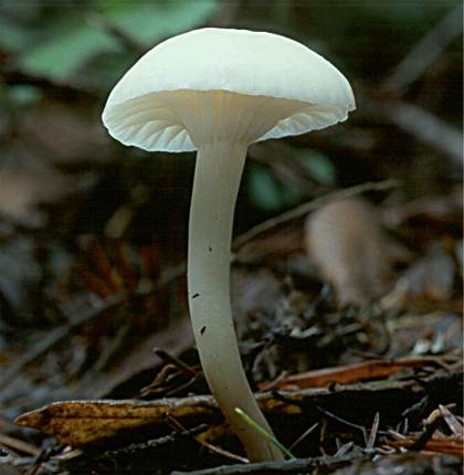 Hygrophorus russocoriaceus